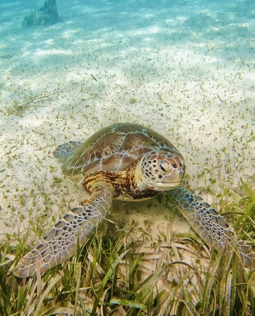 a turtle at Hol Chan off of the coast of Ambergris Caye while snorkeling in Belize